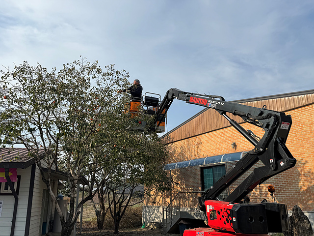 [단풍빛 천등산 아래 원장선마을] 금 캐던 마을, 이젠 금보다 귀한 곶감이 단내 솔솔
