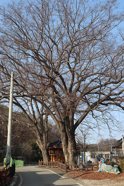 [노거수 아래, 봄이 오는 원수선마을] 꽃지짐 부치던 회꼬골 추억은 보름으로 이어지네