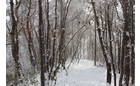 [풍경] 하얀 이불을 덮어 쓴 추운겨울의 나목들